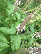 Image of large carpenter bee