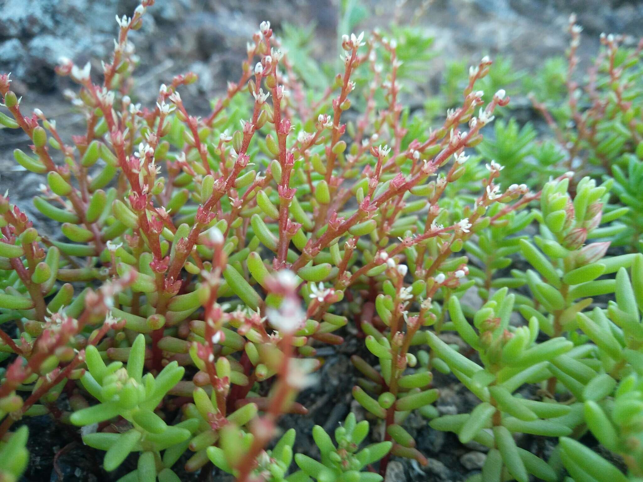 Sivun Sedum microcarpum (Sibth. & Sm.) S. Schönland kuva