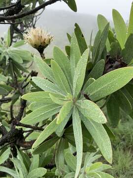 Image de Protea gaguedi J. F. Gmel.