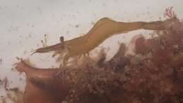 Image of Hippolyte bifidirostris (Miers 1876)