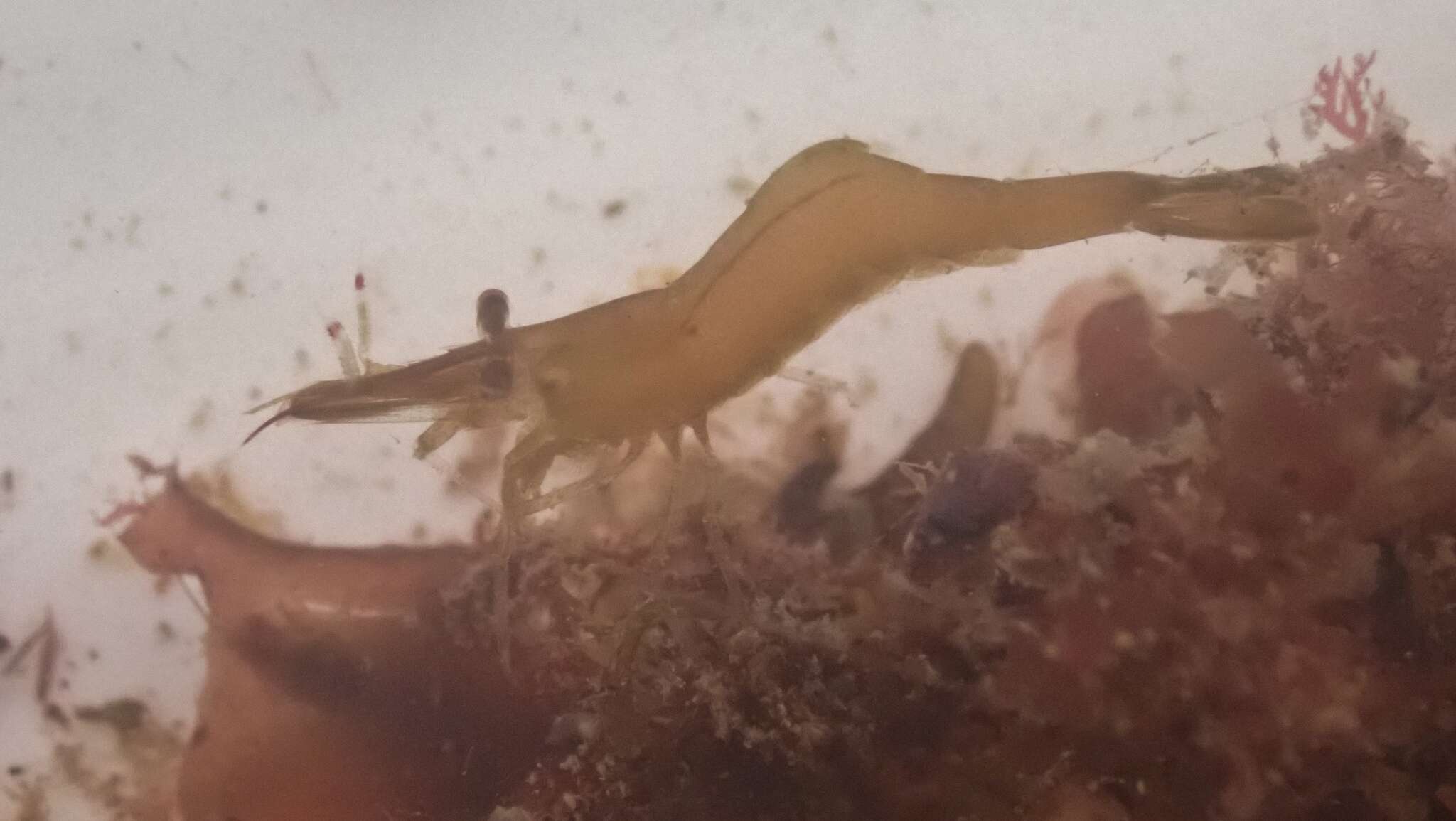 Image of Hippolyte bifidirostris (Miers 1876)