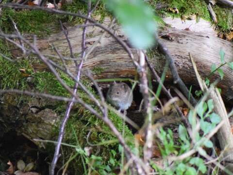 Image of Bank Vole