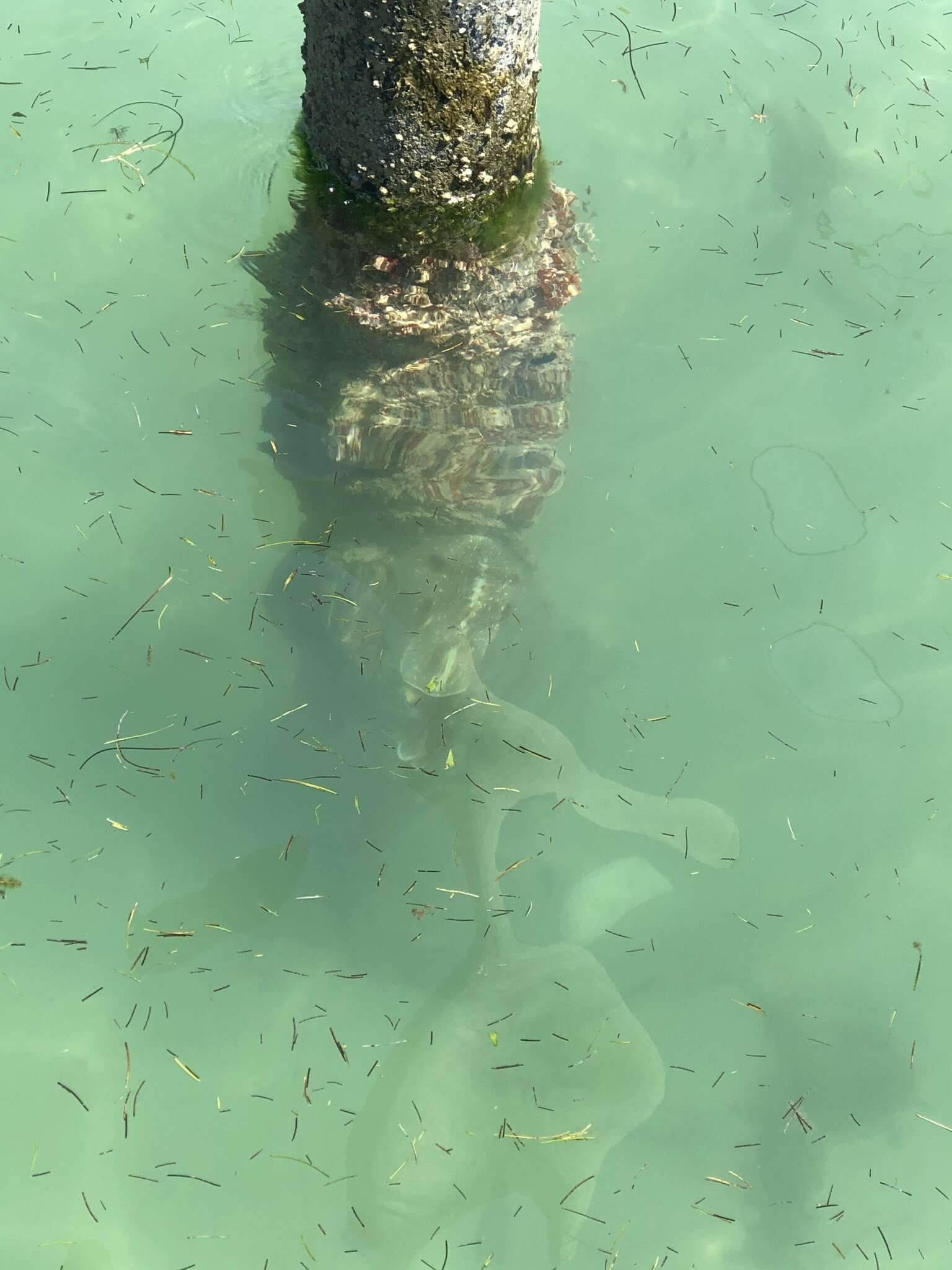 Image of Caribbean reef squid