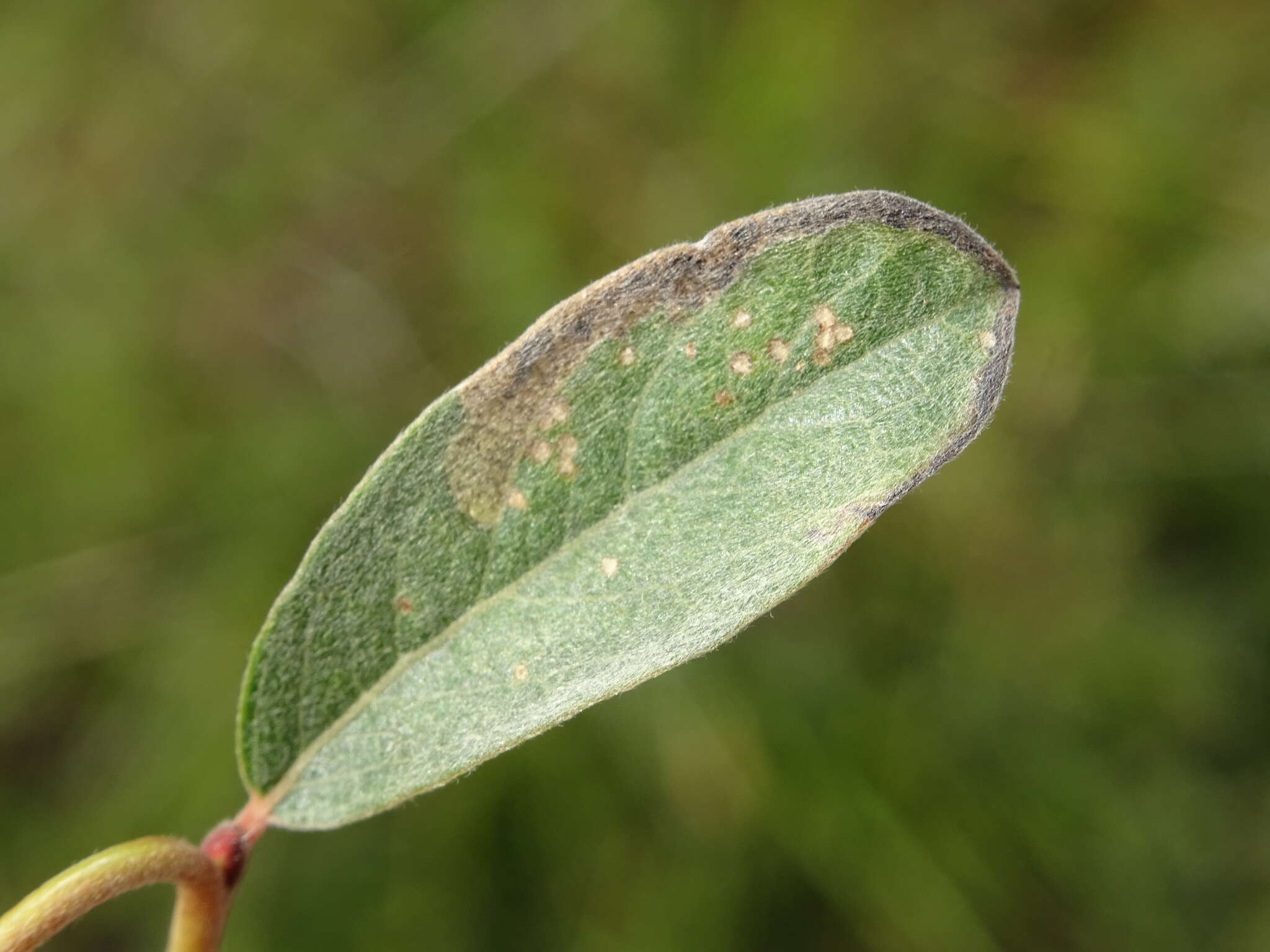 Image of Stigmella zelleriella (Snellen 1875) van Nieukerken 1983