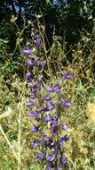 Image of Delphinium peregrinum L.