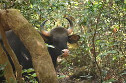 Image of Gaur