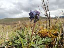 Imagem de Corydalis pauciflora (Willd.) Pers.