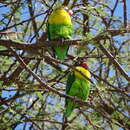 Image of Yellow-collared Lovebird