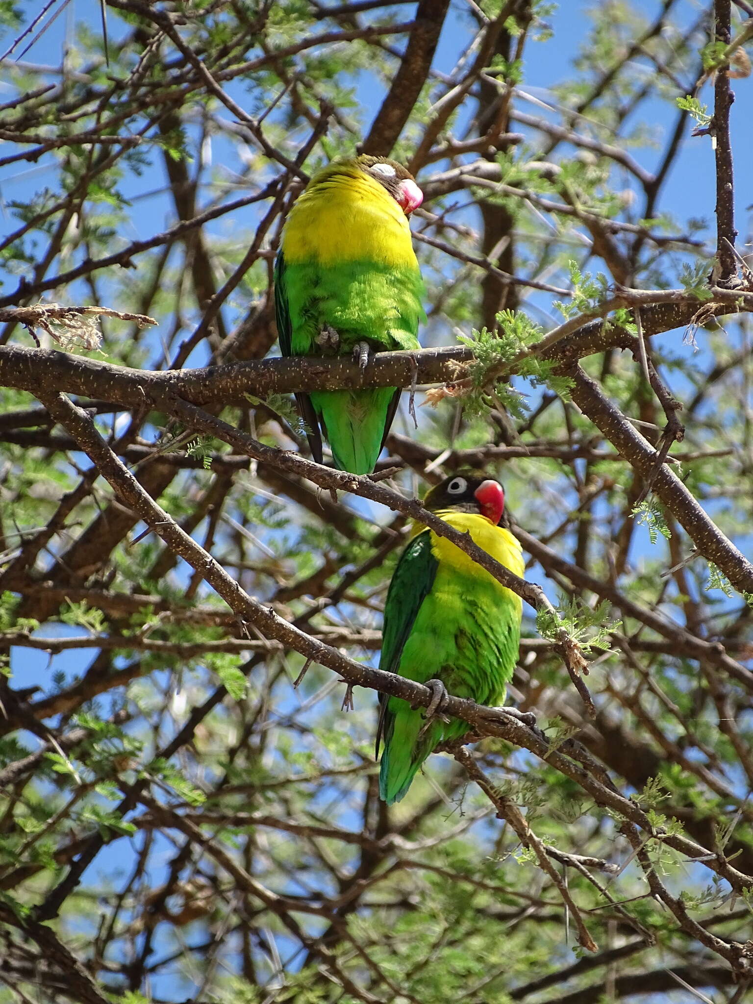 Image of Yellow-collared Lovebird