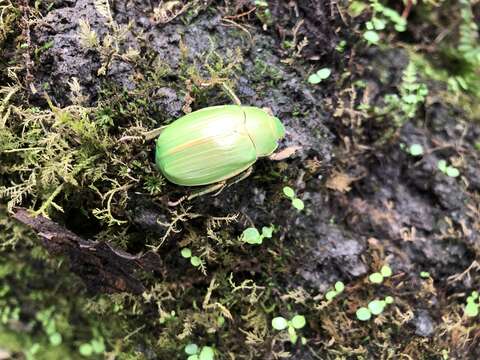 Imagem de Chrysina colima (Morón 1992)