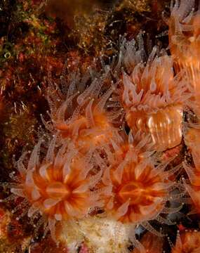 Image of caryophylliid corals