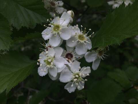 Image of Canadian hawthorn