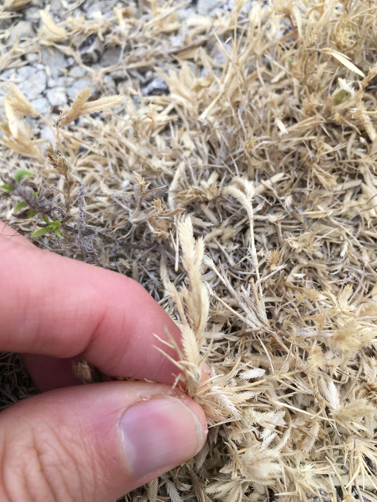 Plancia ëd Eragrostis reptans (Michx.) Nees