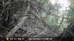 Image of Fire-footed Rope Squirrel