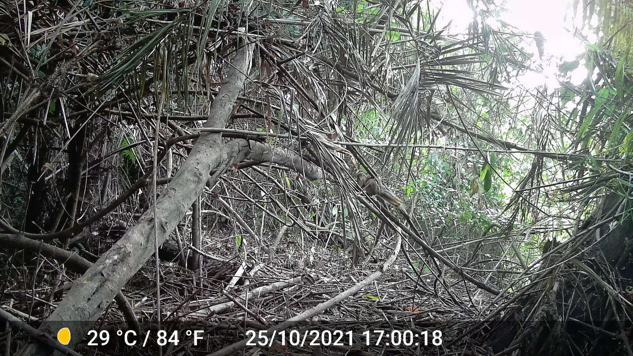 Image of Fire-footed Rope Squirrel