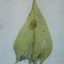 Image of <i>Eurhynchiastrum pulchellum</i>