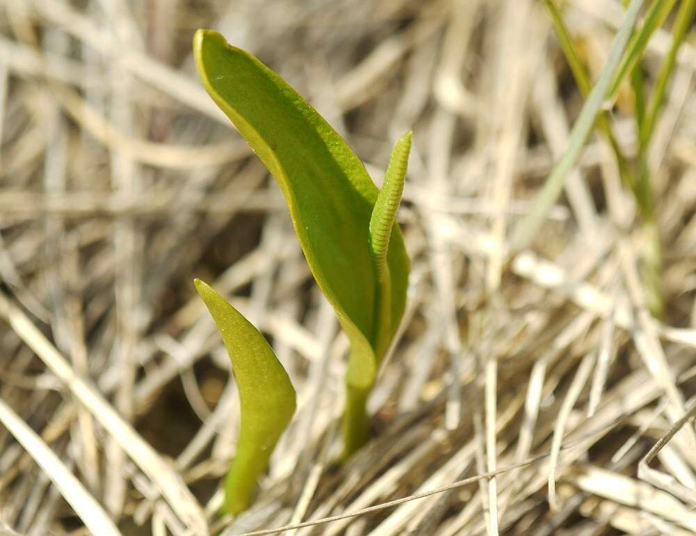 Image de ophioglosse vulgaire