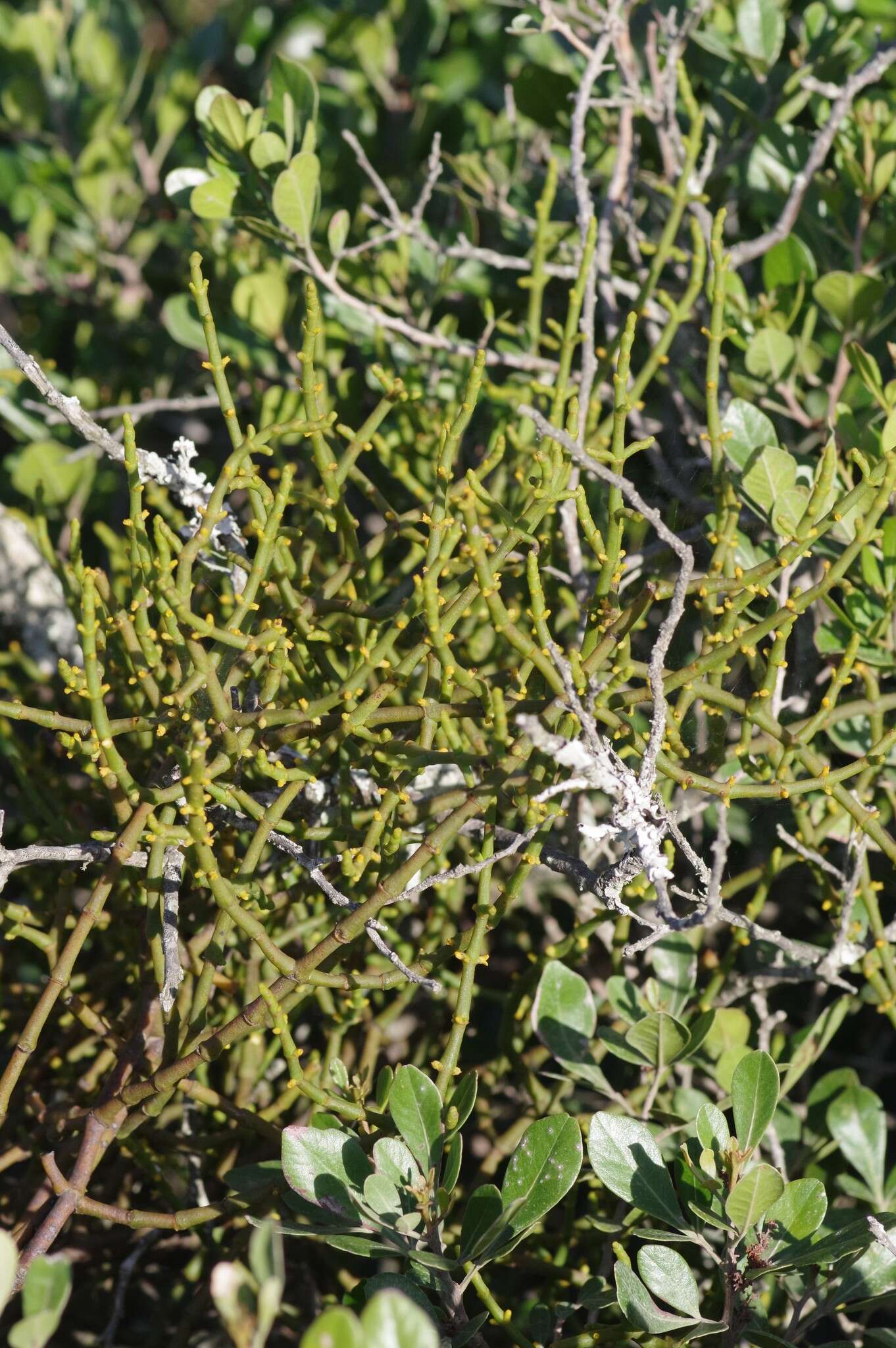 Image of Hooley Mistletoe