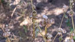 Image of Desert Darter