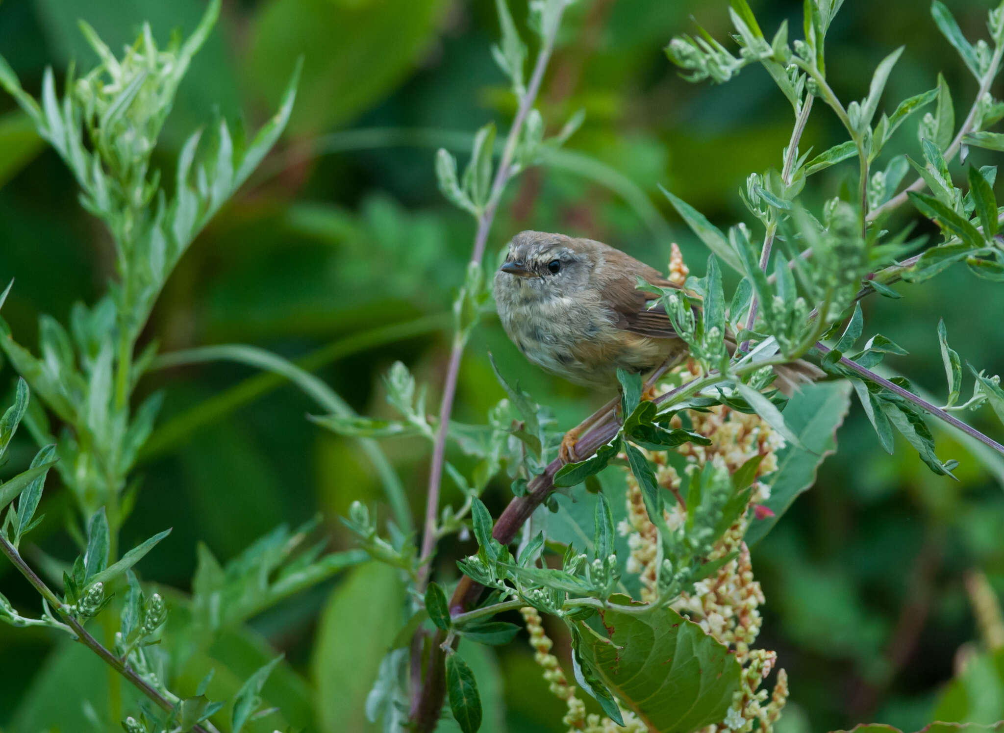 Image of Yellow-bellied Bush Warbler