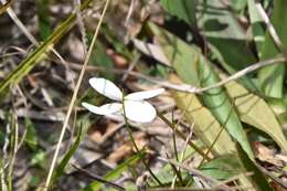 Image of bog white violet