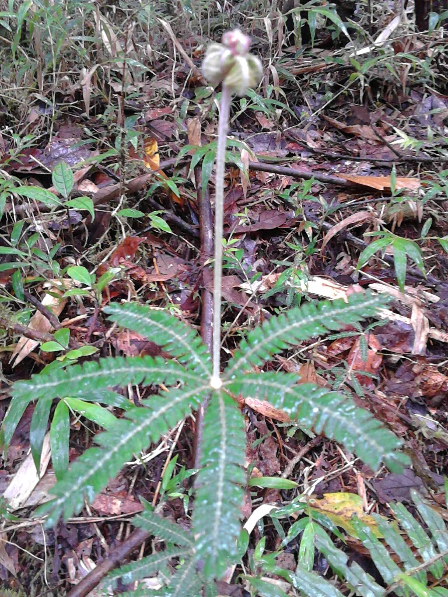 Sivun Biophytum aeschynomenifolia Guillaumin kuva