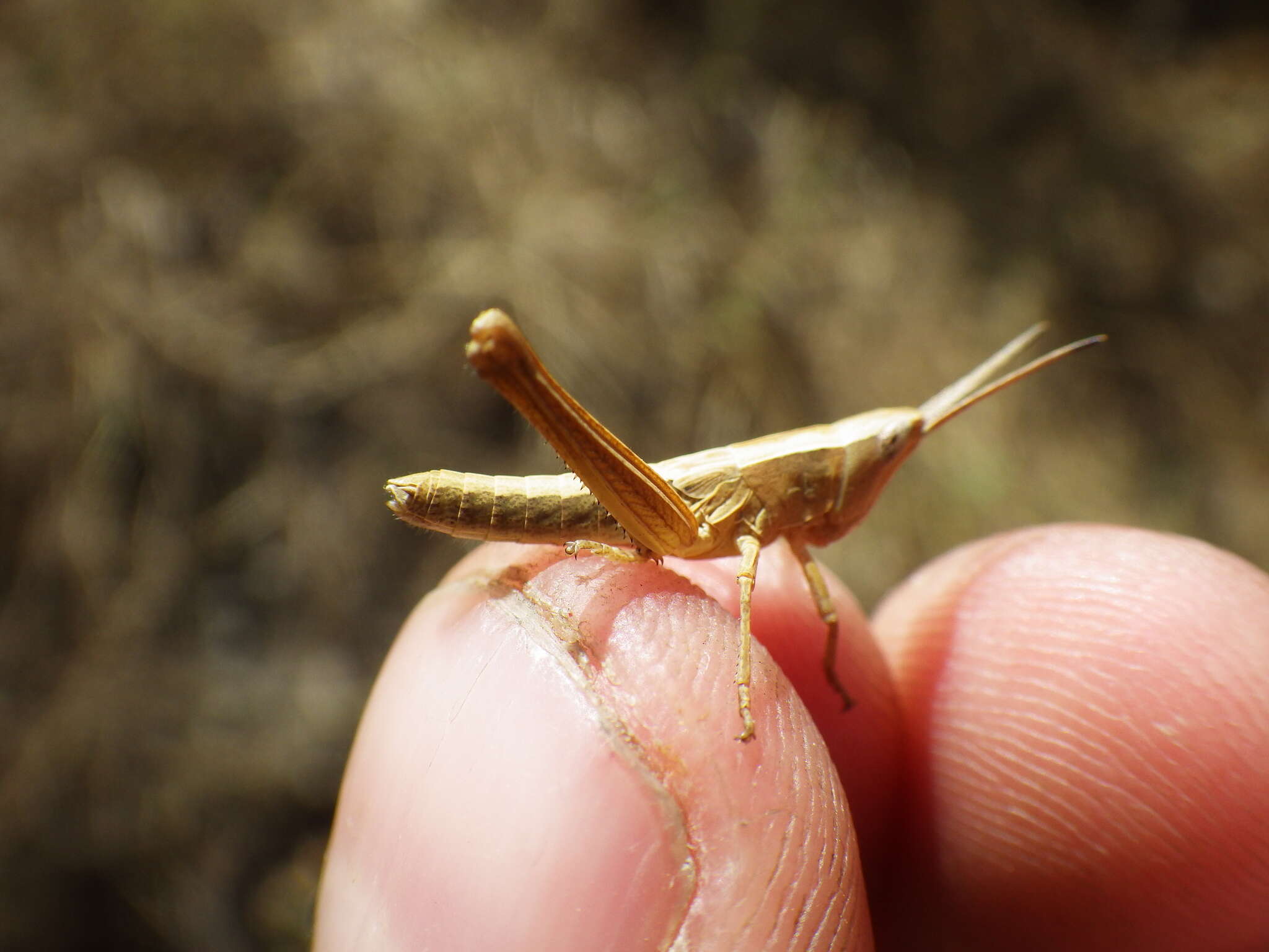 Plancia ëd Chloealtis gracilis (McNeill 1897)