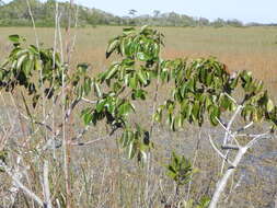 Image of Florida poisontree