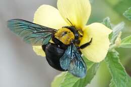 Imagem de Xylocopa flavonigrescens Smith 1854