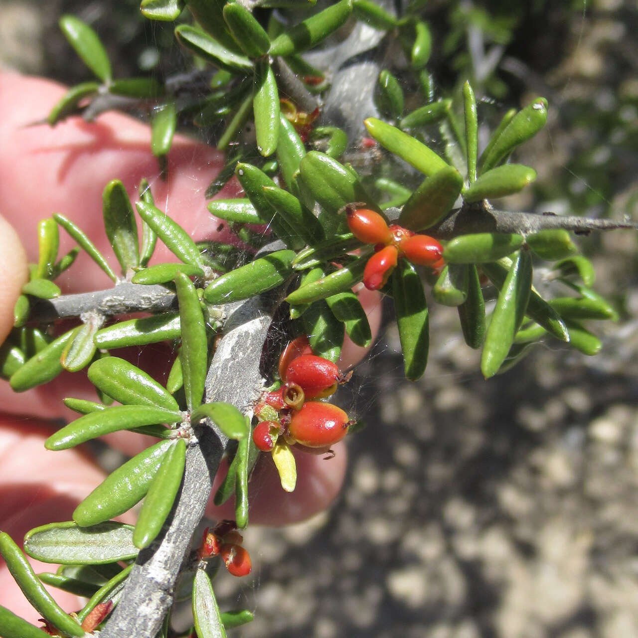 Image of Castela erecta subsp. texana (Torr. & A. Gray) Cronquist