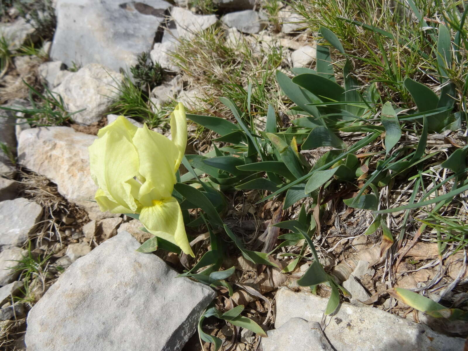 Image de Iris lutescens Lam.