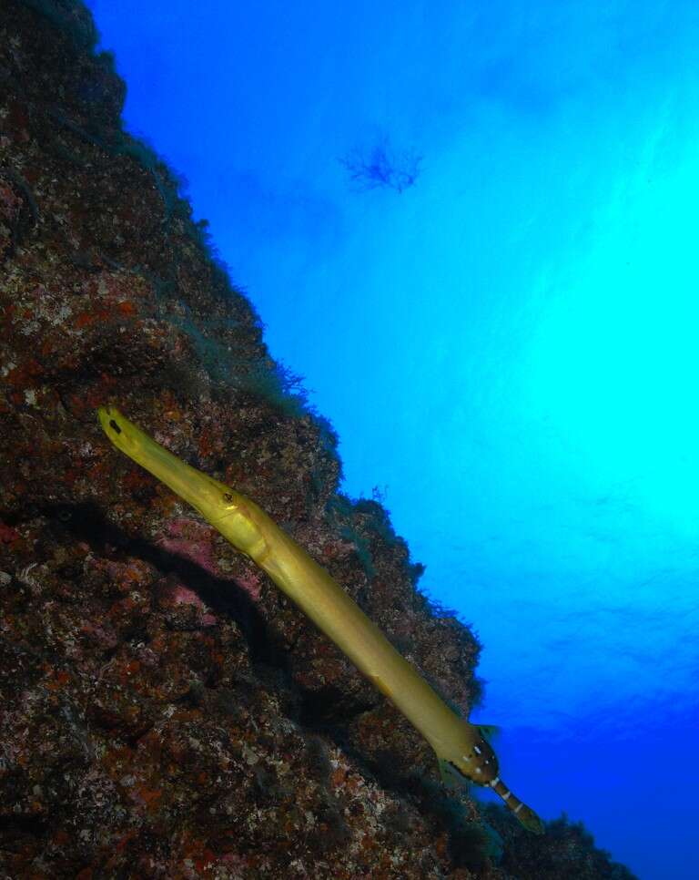 Image of Atlantic cornetfish