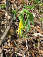 Image of largeflower bellwort