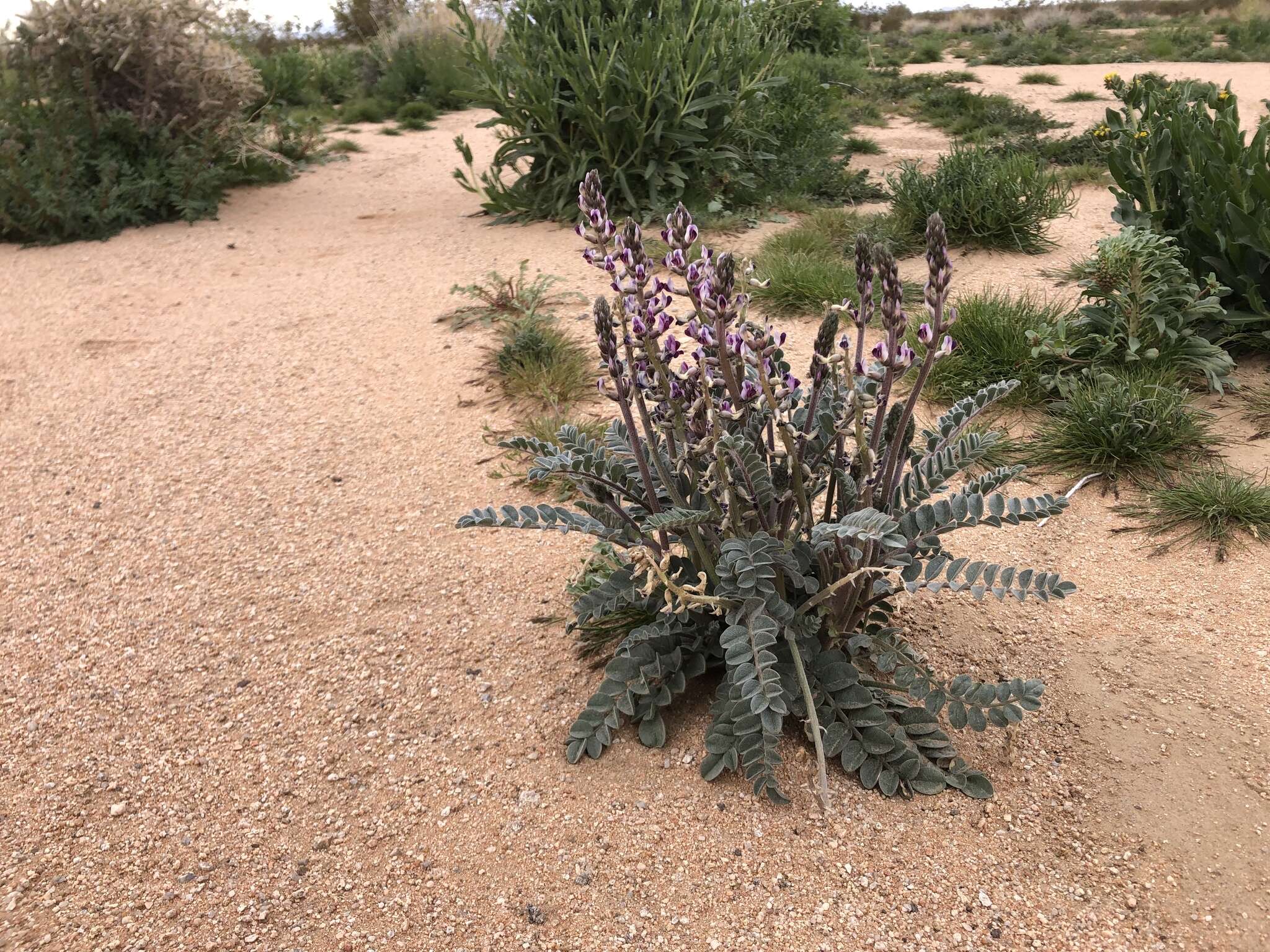 Image of widow's milkvetch