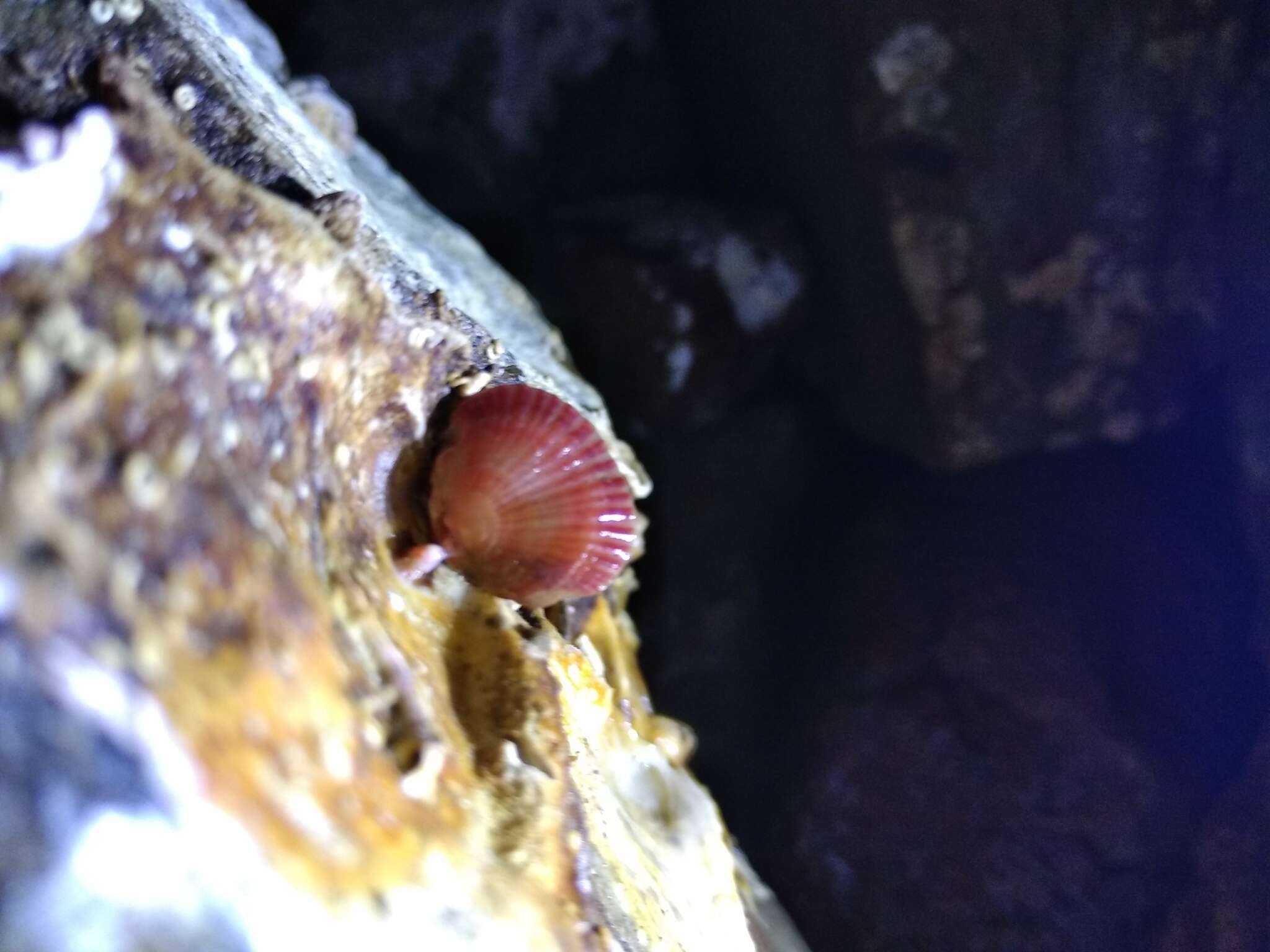 Image of ruby lamp shell