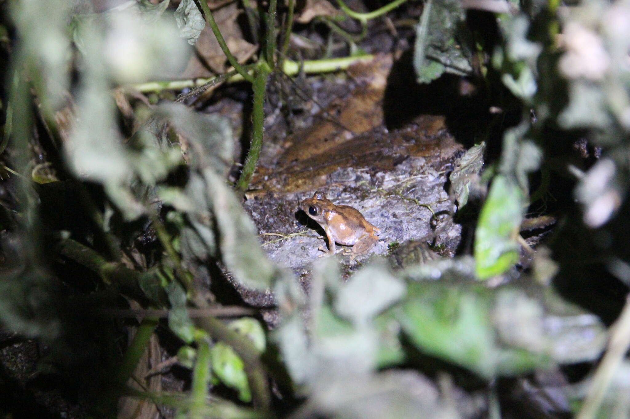 Image of Temple Tree Frog