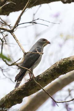 Image of Kaupifalco Bonaparte 1854