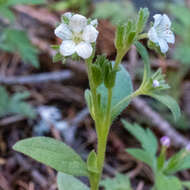 Phacelia verna Howell resmi