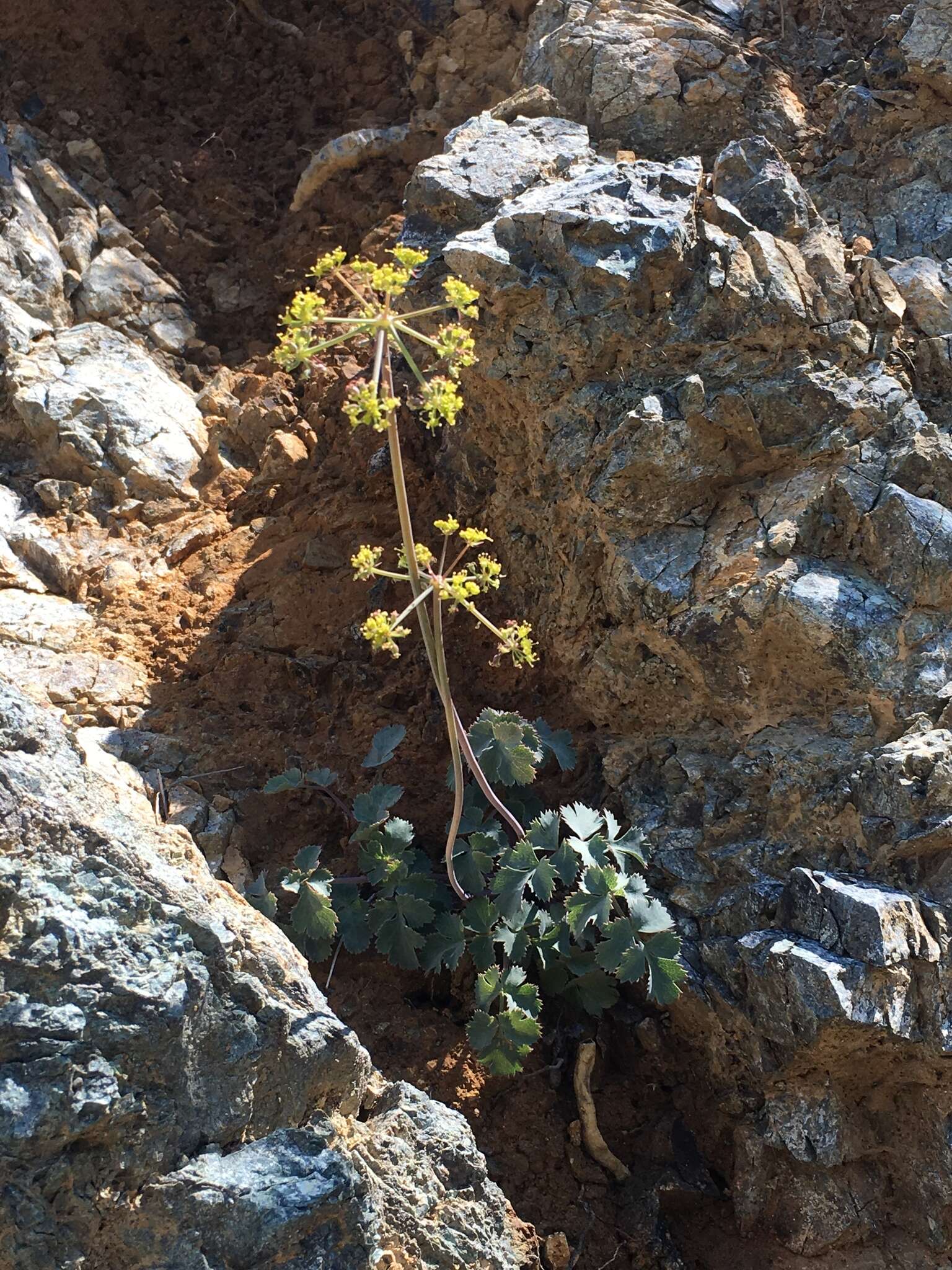 Слика од Lomatium howellii (S. Wats.) Jepson