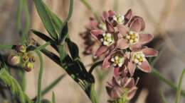 Image of hairy milkweed