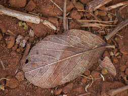 Image of Handroanthus ochraceus subsp. ochraceus