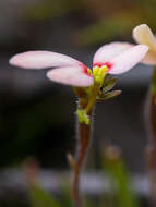 Image of Stylidium uniflorum subsp. uniflorum