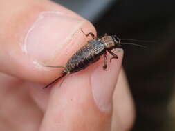 Слика од Nemobius sylvestris sylvestris (Bosc 1792)