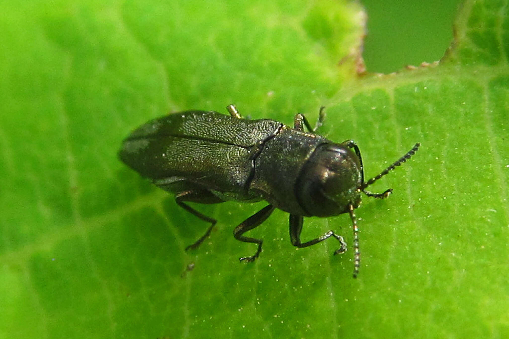 Слика од Agrilus derasofasciatus Lacordaire ex Boisduval & Lacordaire 1835