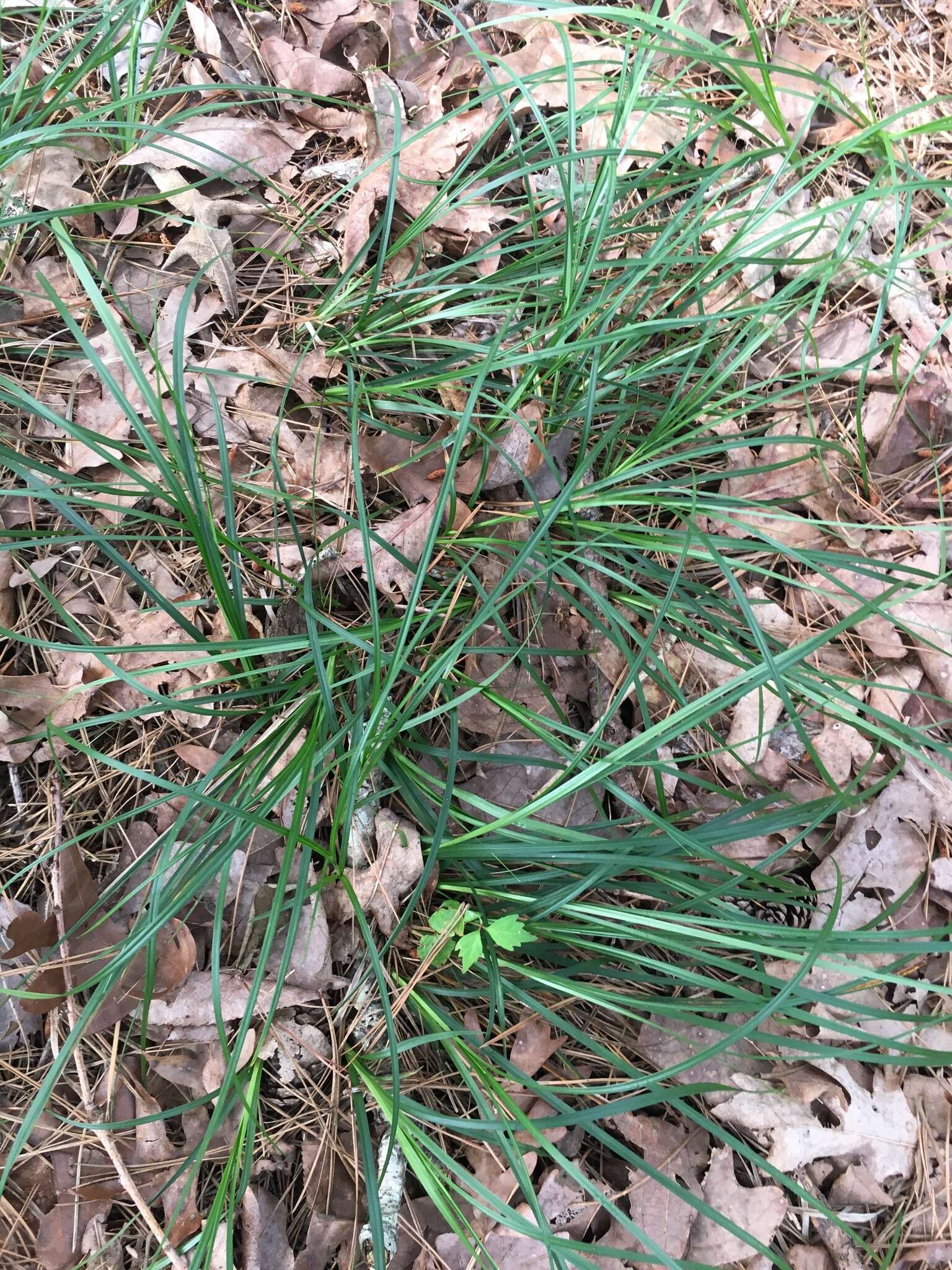 Image of black edge sedge