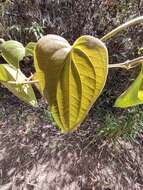 Image of Smilax tomentosa Kunth