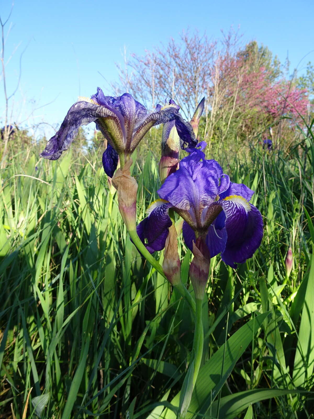 Plancia ëd Iris germanica L.