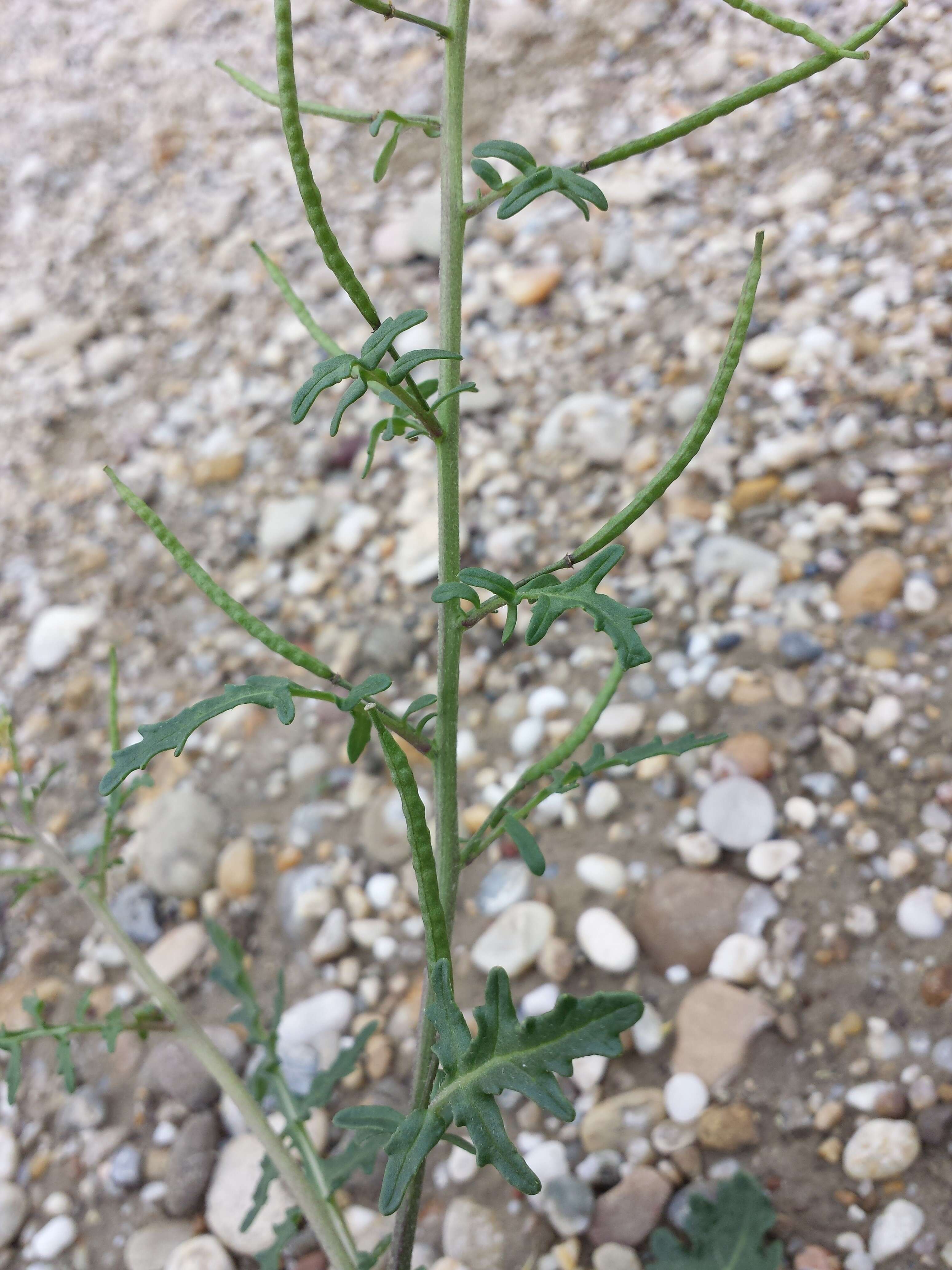 Image of common dogmustard