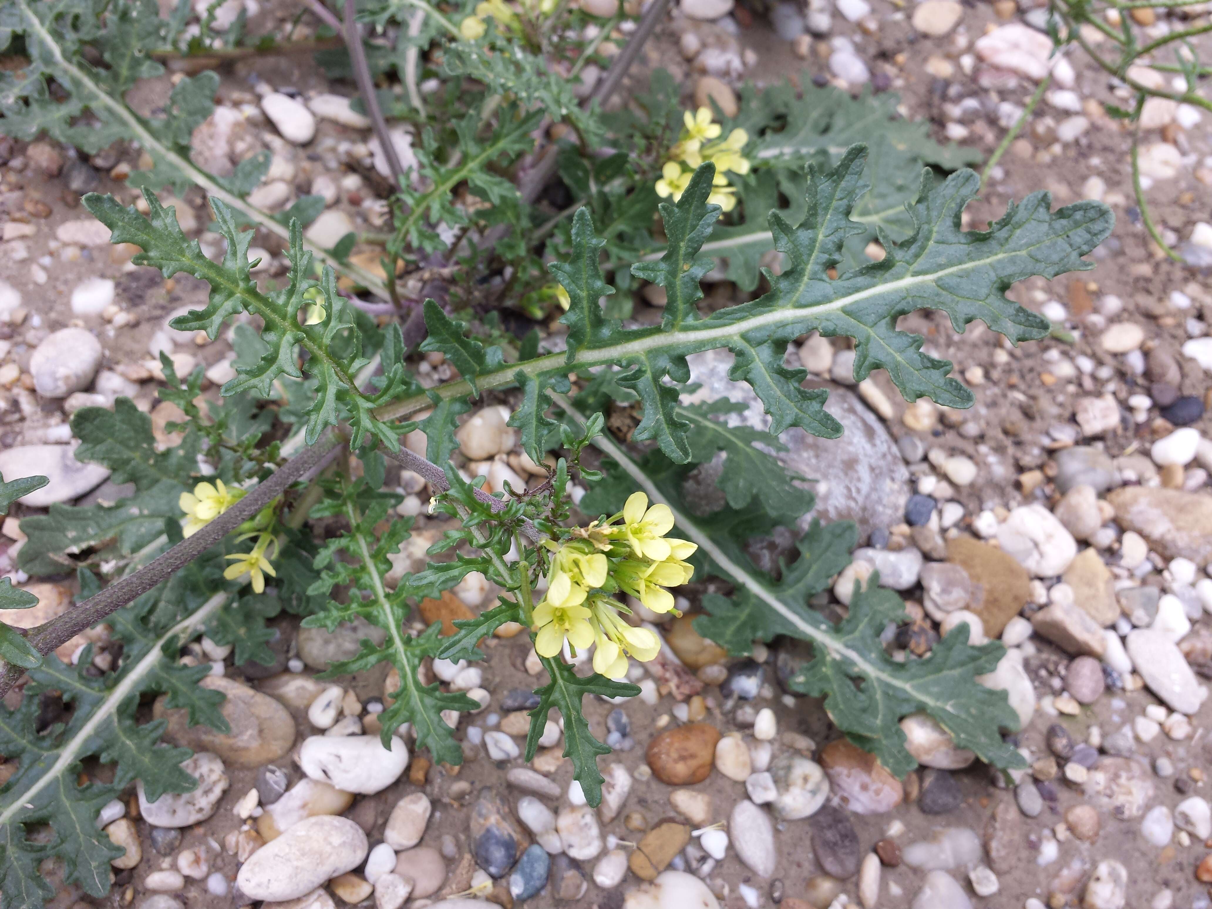 Image of common dogmustard