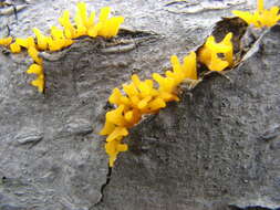 Image of Calocera furcata (Fr.) Fr. 1827